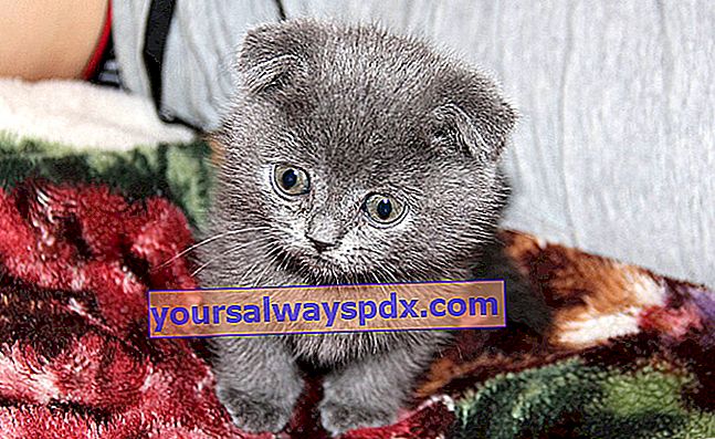 Gattino gatto persiano