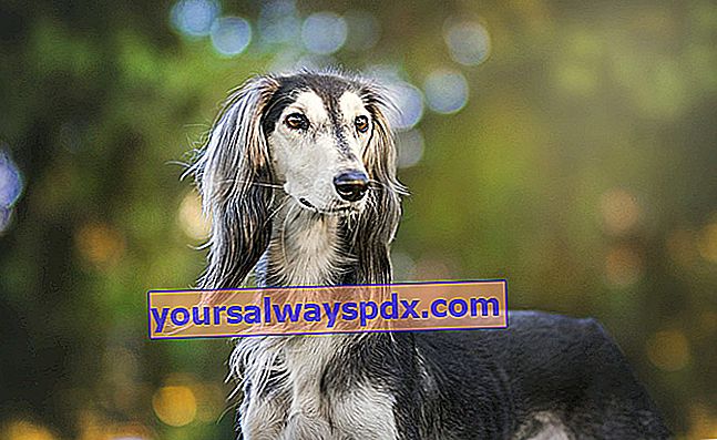 Der persische Windhund oder Saluki, Hund mit einem eleganten und anmutigen Aussehen