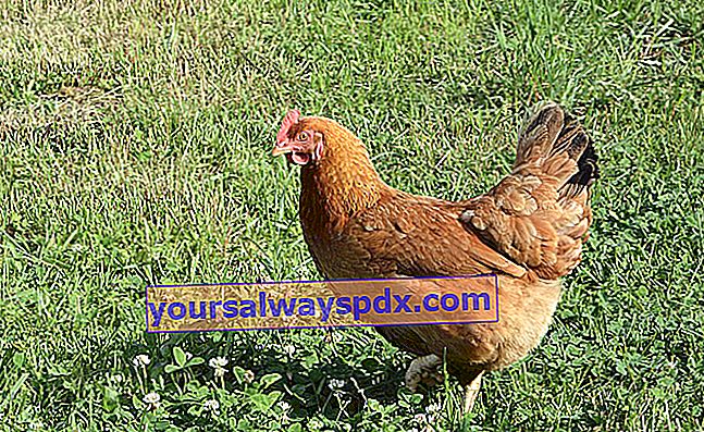 Come prenderti cura della tua gallina rossa? 