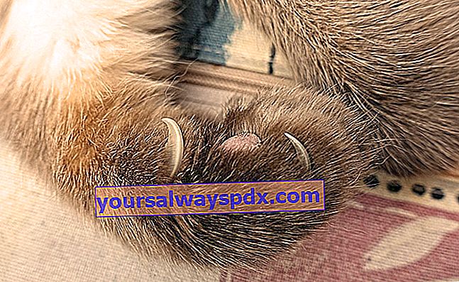 Malattia da graffio di gatto o bartonellosi: sintomi e trattamento