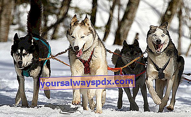 The Siberian Husky, anjing kereta luncur: watak, rusa, nasihat pembiakan, kesihatan