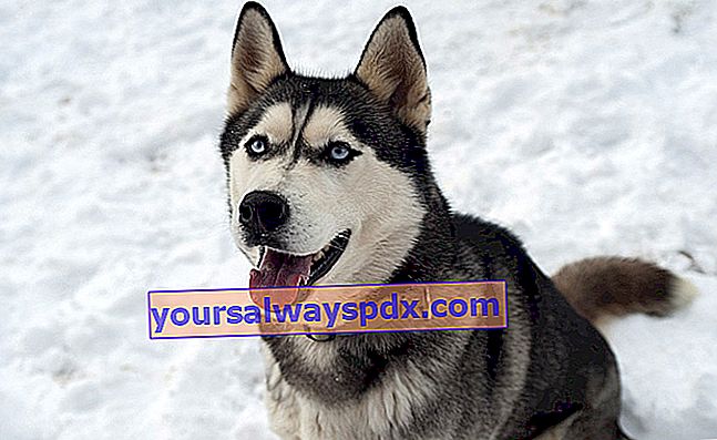 האסקי הסיבירי: כלב עבודה שמקורו בקור