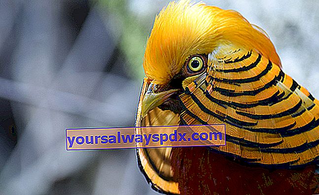 Burung emas, burung hiasan dengan warna merah dan emas terang