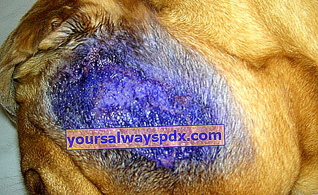Hotspot o dermatite piotraumatica nei cani