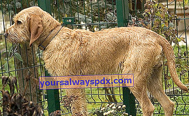 Griffon Fauve de Bretagne, en hund med et rustikt udseende