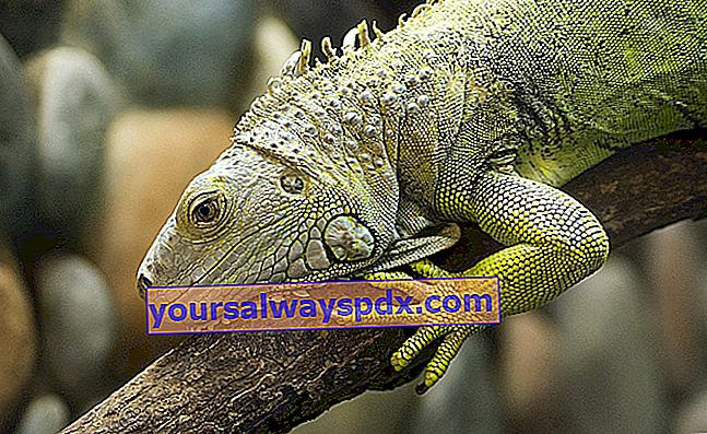 Allevare un'iguana: quale specie?  Quali precauzioni?