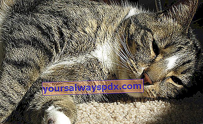 고양이 감염성 복막염 (FIP) : 원인, 증상, 치료 및 예방