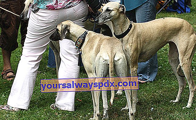 Sloughi (Arabian Greyhound), rasende og elegant hund