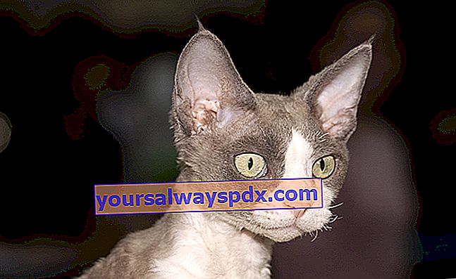Devon Rex, en atypisk kat med store spidse ører og krøllet hår