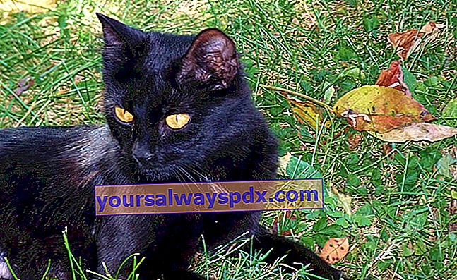 봄베이, 짙은 검은 색 코트를 입은 고양이
