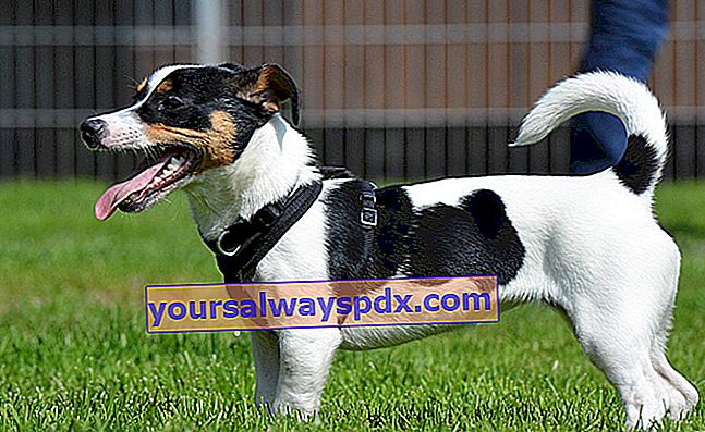 A Jack Russell