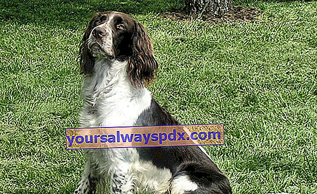 French Spaniel, câine elegant, cu un aspect nobil