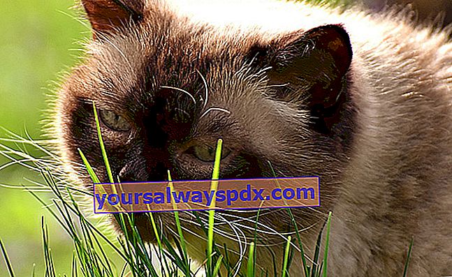 Warum frisst meine Katze Gras?
