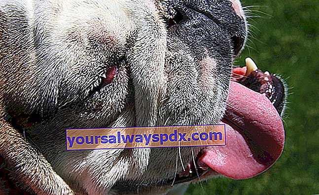 Mundgeruch bei Hunden: Welche Lösungen?