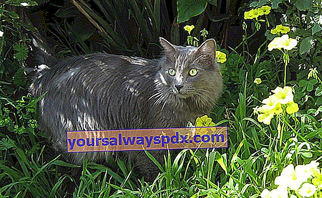 Il Nebelung è un gatto dal corpo muscoloso ma dall'aspetto fine ed elegante