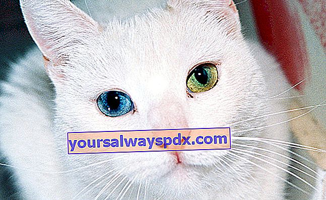 Khao Manee, seekor kucing dengan bulu putih