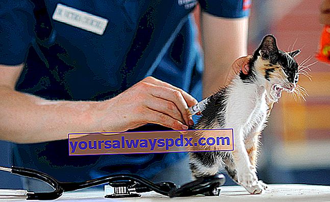 Coryza pada kucing: penerangan, gejala, rawatan dan pencegahan