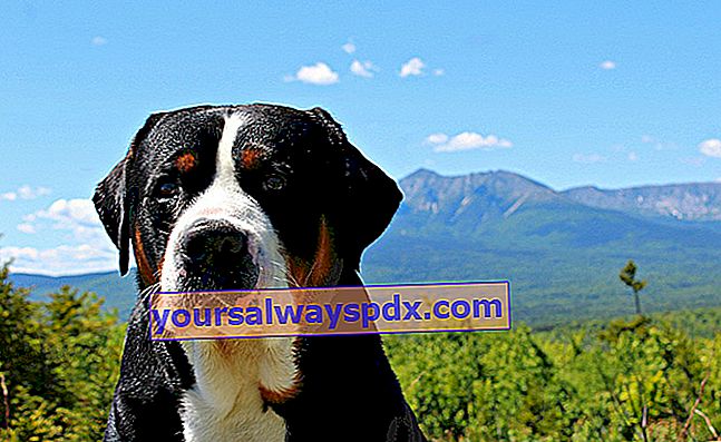 Der Grand Bouvier Suisse, ein imposanter Hund mit seiner Figur
