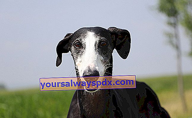 Den spanske vinthund (Galgo), hund med en tynd, slank og smidig krop