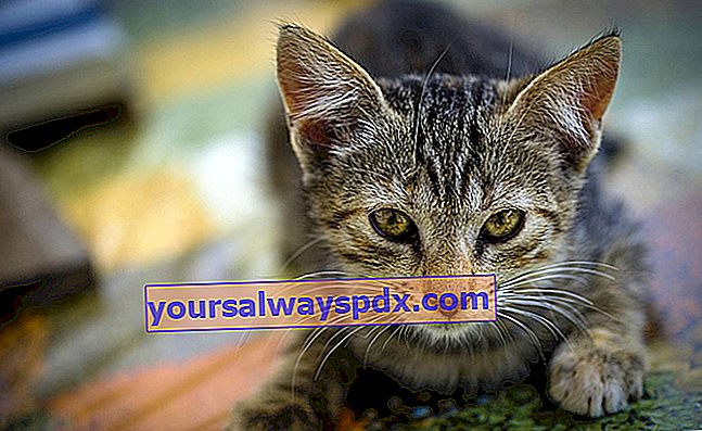 Harnsteine ​​bei Katzen: Ursachen, Symptome und Behandlung
