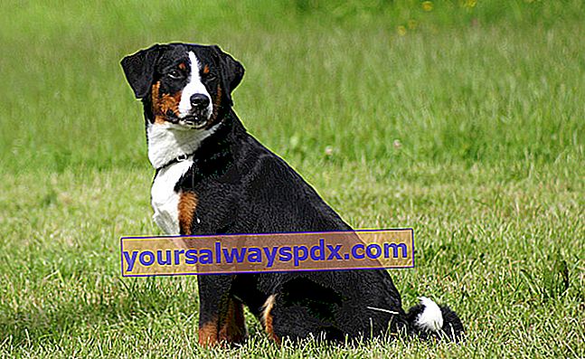 Appenzell Bouvier, hund med en robust og afbalanceret krop