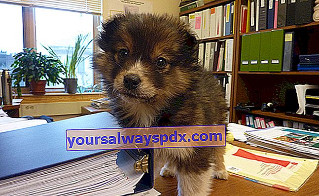 Der Pomsky, ein kleiner Hund aus der Kreuzung von Husky und Zwergspitz