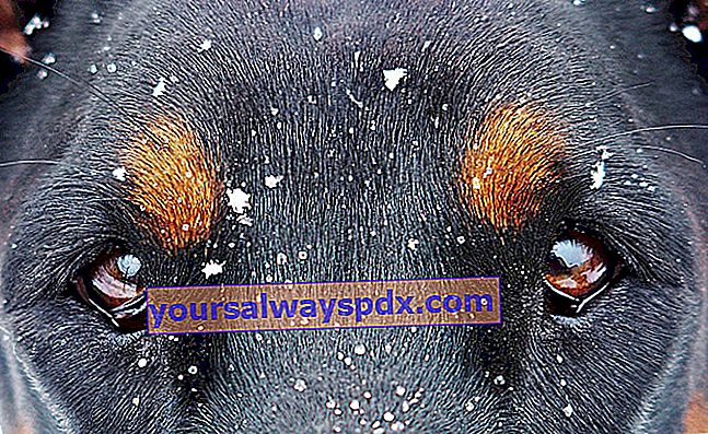 דלקת הלחמית בכלבים: סיבות, תסמינים וטיפול