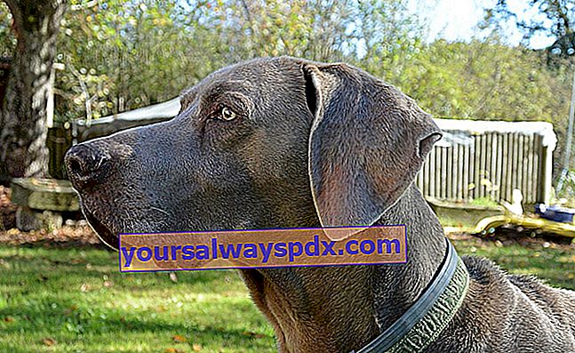 De Braques: kenmerken en hoofdrassen van deze atletische honden