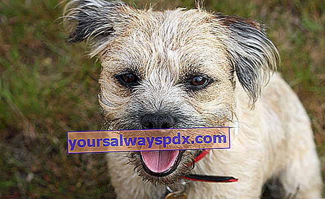 Border Terrier er en gammel race hjemmehørende i Skotland