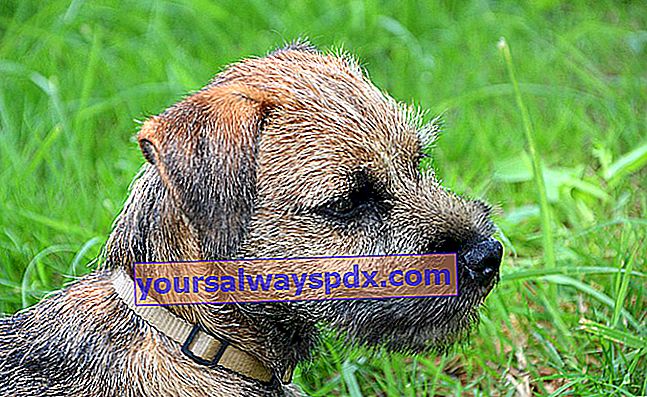 Border Terrier, en korthåret hund med et udtryksfuldt look