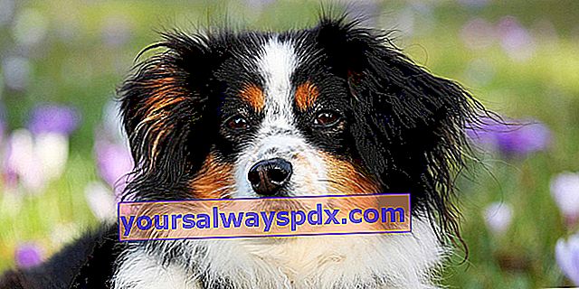 Gensidig forsikring og hundeforsikring