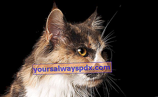 Skookum, en kat med en krøllet pels