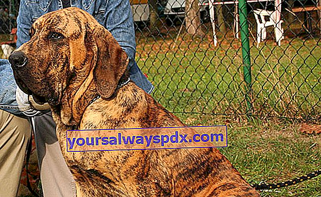 Fila Brasileiro, rustik hund af molossoid typen