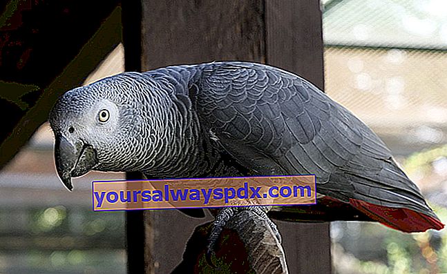 Come allevare un pappagallo grigio gabonese a casa?