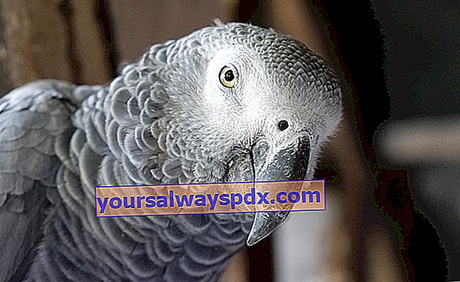 Il pappagallo grigio del Gabon: chi è?  Come allevare questo uccello a casa?