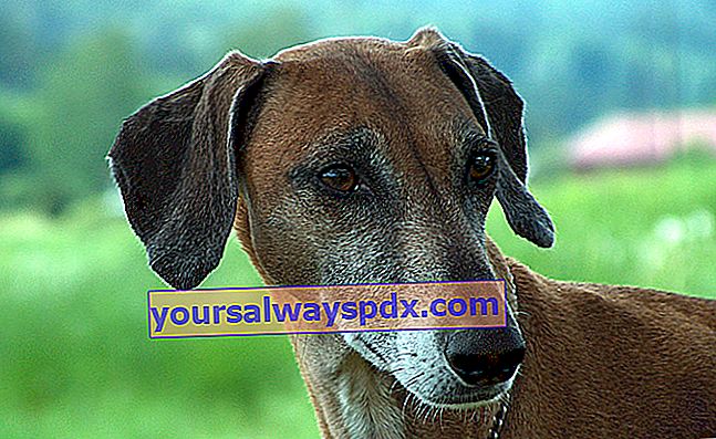 Der Azawakh, ein Windhund mit einem schlanken und schlaksigen Körper