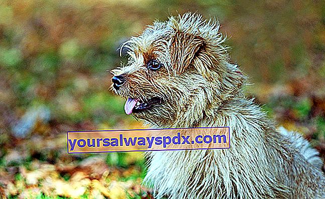 Norfolk Terrier, livlig og frygtløs hund