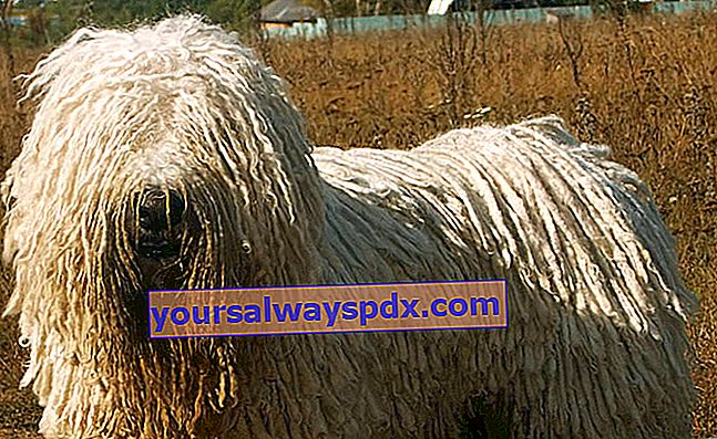 קומונדור, כלב רועים בצבע שנהב