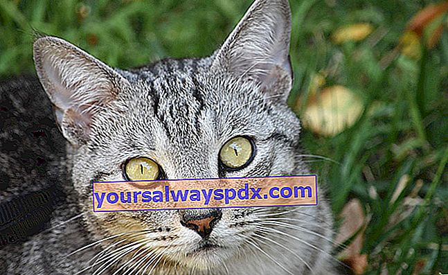 הפיקסי-בוב, חתול בעל מראה של לינקס