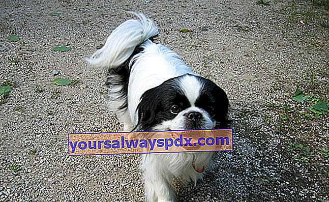 הספניאל היפני, כלב עם פנים גדולות והבעה חמודה