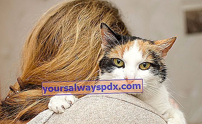Toxoplasmose en listeriose: zijn katten een risico voor zwangere vrouwen?