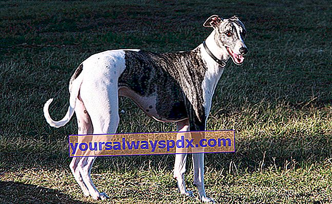 Greyhound er en meget gammel hund, da vi finder dens spor siden antikken.
