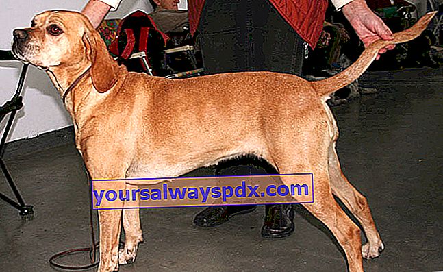 Portuguese Pointing Dog หรือ Portuguese Pointer