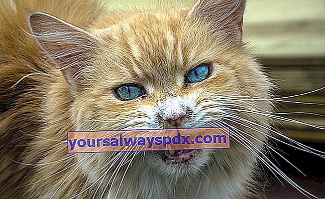 Tiger syndrom hos katte: forklaring, årsager og behandling