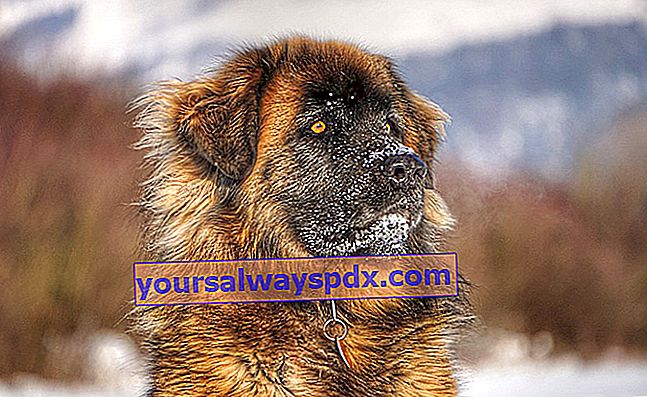 Leonberger, anjing gergasi yang tenang dan sabar