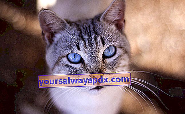 Ojos Azules, חתול עם מבט רך, נוגע ללב וכחול