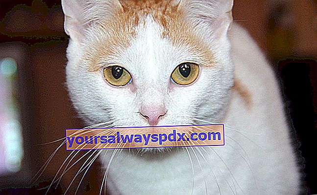 Den tyrkiske van, smuk kat med blødt og silkeagtigt hår