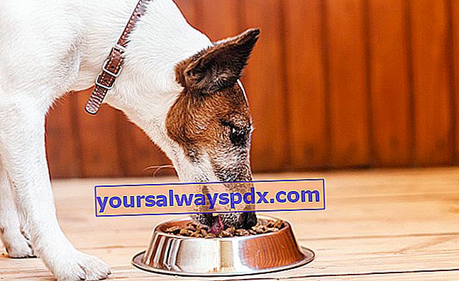 Füttern Sie Ihren Hundefisch: gut oder schlecht 