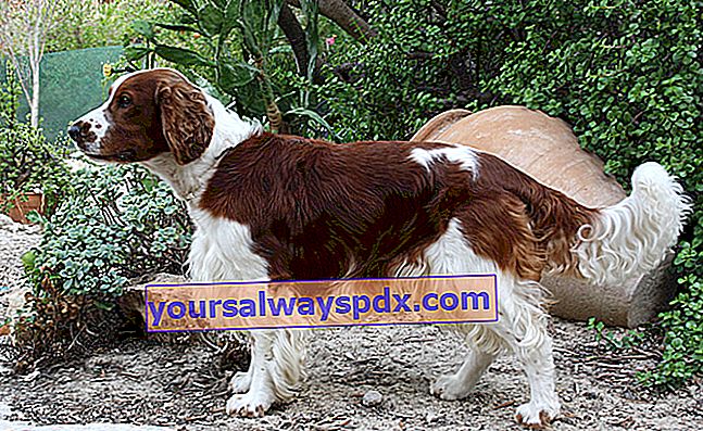 The Welsh Springer Spaniel, anjing yang pantas dan tahan lama