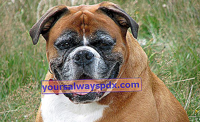 大きすぎる犬：どんな食事？ 彼に体重を減らすためのアドバイスは何ですか？